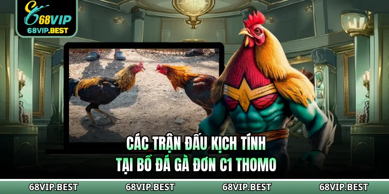 Giới thiệu loại hình trực tiếp đá gà đơn C1 Thomo