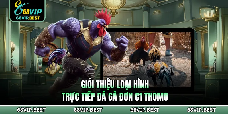 Các trận đấu kịch tính tại bồ đá gà đơn C1 Thomo